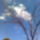 Sargabarackfa_1662041_2541_t