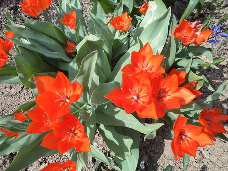 sok virágú tulipán