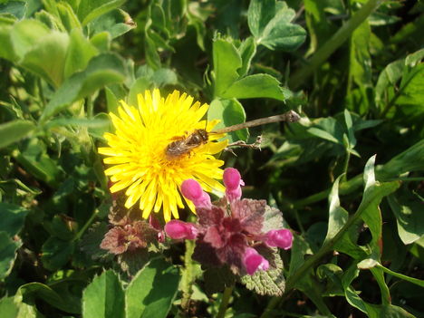 A virág  és a méhecske (KARCSI KÉPE)