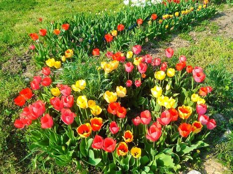 Is mét a tulipánok