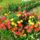 Is_met_a_tulipanok_1663230_7170_t
