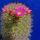 Mammillaria_centraliplumosa_1664422_9204_t