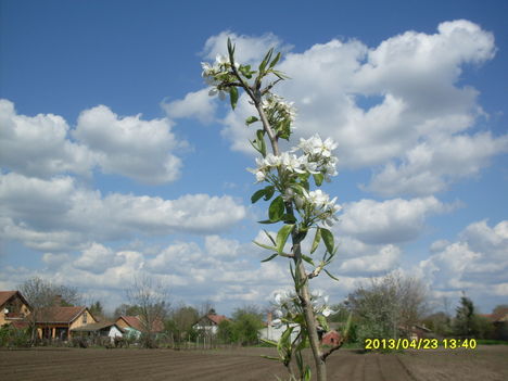saját 121