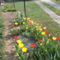 tulipánjaim