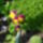 Arvacskak_3_1665602_3719_t