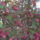 Diszalma_1665677_9796_t