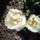 Feher_tulipan_1665261_4505_t