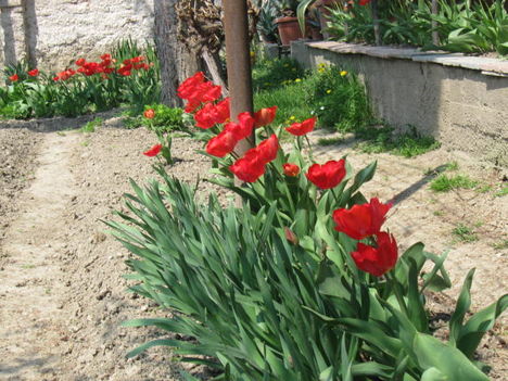 Kinyíltak a tulipánok 001
