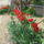 Kinyiltak_a_tulipanok_001_1665421_3825_t