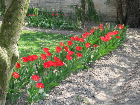 Kinyíltak a tulipánok 002