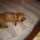Linuska_2-001_1665955_8019_t