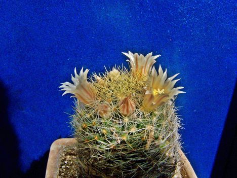 Mammillaria viereckii