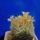 Mammillaria_viereckii_1665166_9100_t