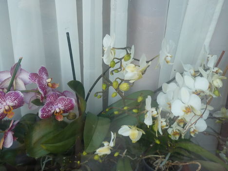 orchideák