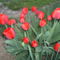 piros tulipánok