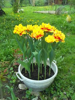  sárga tulipán