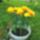 Sarga_tulipan_1665051_9082_t