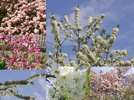 Tavasz Sopron Cseresznyevirágzás,Tulipánfa