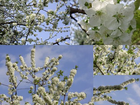 Tavasz Sopron. Cseresznyevirágzás,Tulipánfa