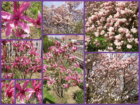 Tavasz Sopron. Cseresznyevirágzás,Tulipánfa