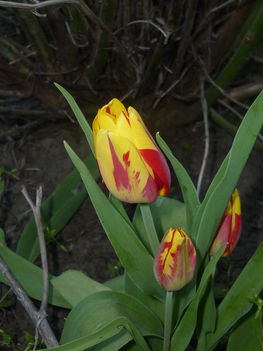 tulipán