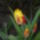 Tulipan-001_1665662_7272_t