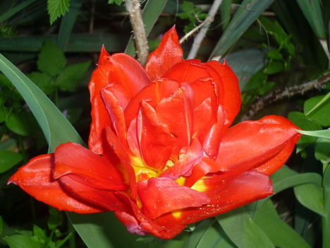 tulipán