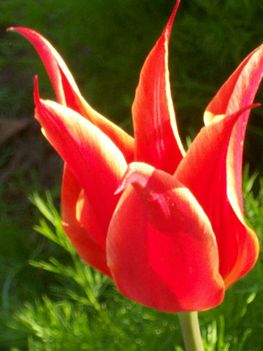 Tulipán