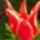 Tulipan-004_1665547_2823_t