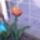 Tulipan_4_1665813_4217_t