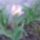 Tulipan_5_1665814_5423_t