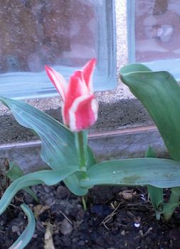 Tulipán 7
