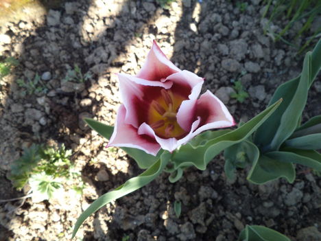 új tulipánom