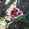 új tulipánom