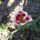 Uj_tulipanom_1665586_3299_t