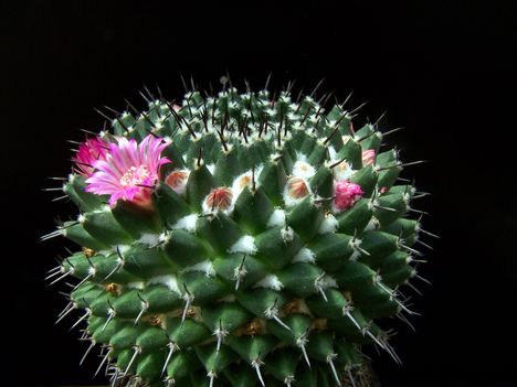 Mammillaria grusonii