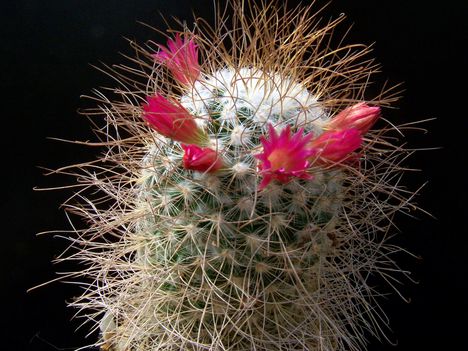 Mammillaria leptacantha