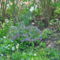 Tavasz a kertünkben 2013. április 18