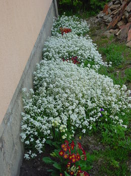 Tavasz a kertünkben 2013. április 8