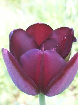 "Fekete"tulipán