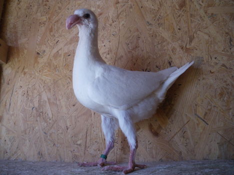 IMGP2403