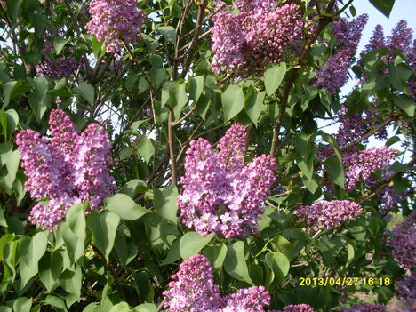 saját 135