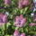 Sajat_135_1667212_4242_t