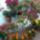 Teljes_pompaba_1_1667215_2539_t