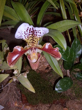 B.pesti orchidea kiálításon.