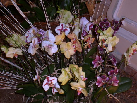 B.pesti orchidea kiállításról.