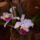 Bpesti_orchidea_kiallitasrol_1668901_4768_t