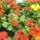 Gerberak_nagyon_tetszettek_1668916_1385_t