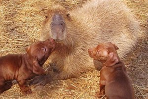 kapibara(1)