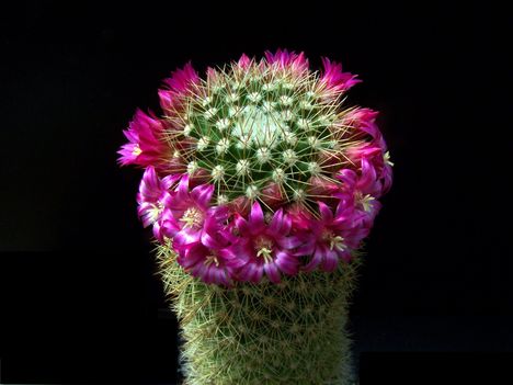 Mammillaria pilcayensis